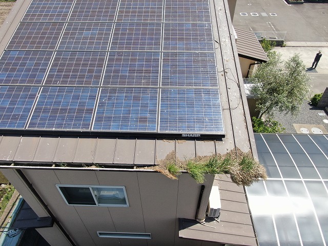住宅屋根点検時の雨樋の中で雑草が大きく成長している様子