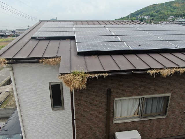 無料点検で太陽光パネル下の鳥の巣の一部が流れて雨樋に堆積している状況を確認